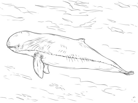 Irrawaddy Dolphin Coloring Page